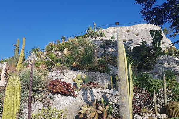 Découvrez notre sélection de projecteurs lyre de jardins exotiques et méditerranéens
