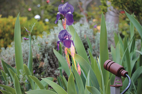 Projecteur pyro éclairage jardin printemps